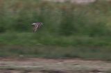 20150714_Bairds-Strandloper_Den Helder_2